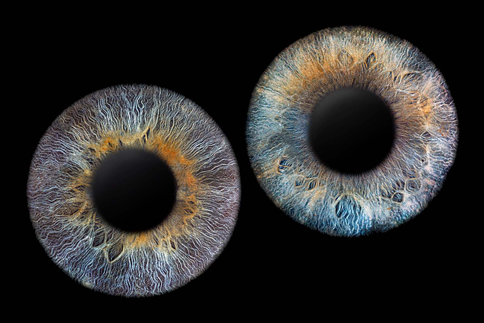 Iris Fotografie aus Wiesbaden | Iris Fotos Rhein Main