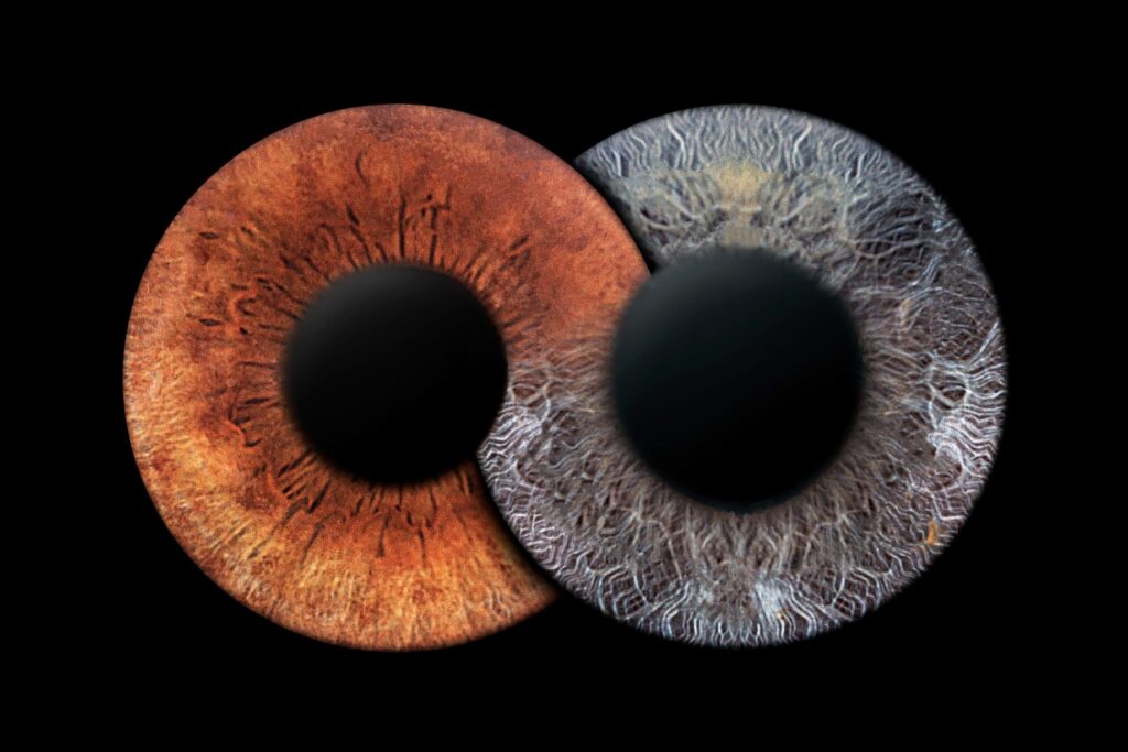 Iris Fotografie aus Wiesbaden | Iris Fotos Rhein Main